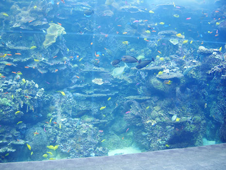 trip_aquarium.jpg