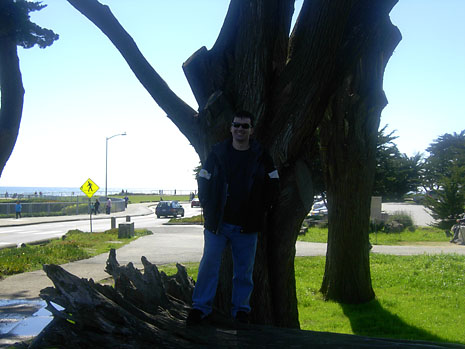 ca-santa-cruz-d-and-giant-tree-stump.jpg