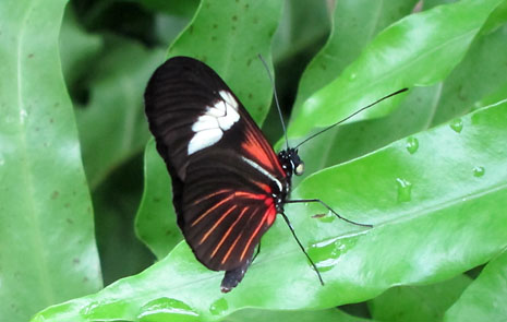 ls-museum-butterfly.jpg