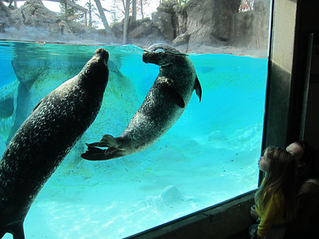 zoo-b-watching-seals.jpg