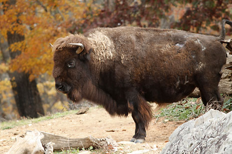 zoo-buffalo.jpg