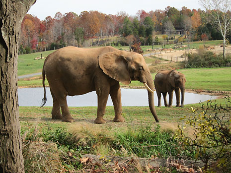 zoo-elephant.jpg