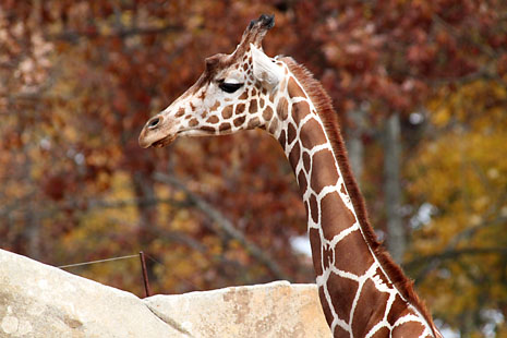 zoo-giraffe.jpg