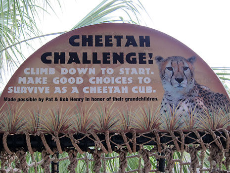 disney-cheetah-challenge.jpg
