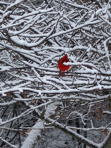vacay-snow-cardinal.jpg