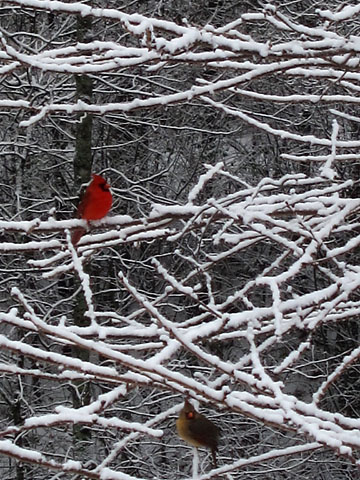 vacay-snow-two-cardinals.jpg