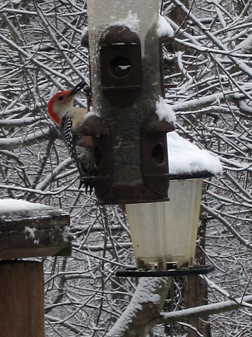 vacay-snow-woodpecker.jpg