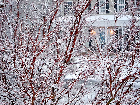 snow-2-cherry-tree.jpg