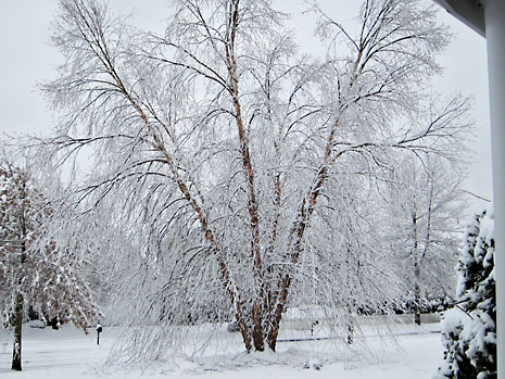 snow-4-river-birch.jpg