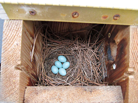np-b-bluebird-eggs.jpg