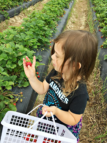 may-m-picking-strawberries.jpg