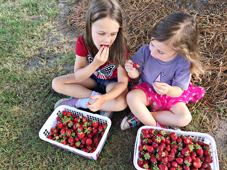 may-sisters-eating-strawberries.jpg